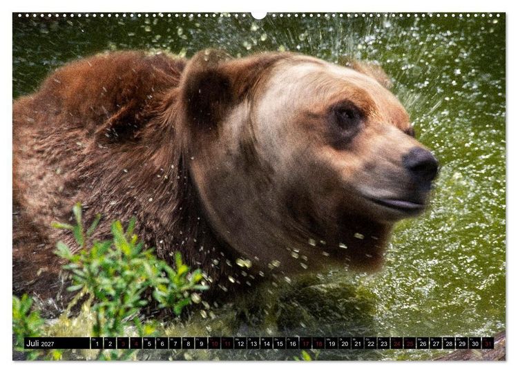 Produktbild: Grizzlys und Geisterb&auml;ren - Glendale Cove, Kanada (hochwertiger Premium Wandkalender 2027 DIN A2 quer), Kunstdruck in Hochglanz