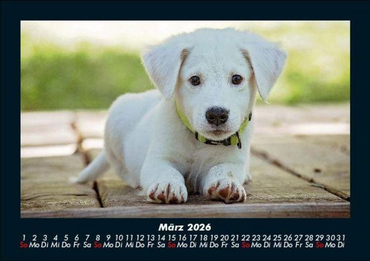 Produktbild: Welpen 2026 Fotokalender DIN A5