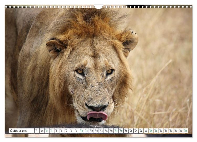 Produktbild: Simba Masai Mara Kenya Africa (Wall Calendar 2026 DIN A3 landscape), CALVENDO 12 Month Wall Calendar