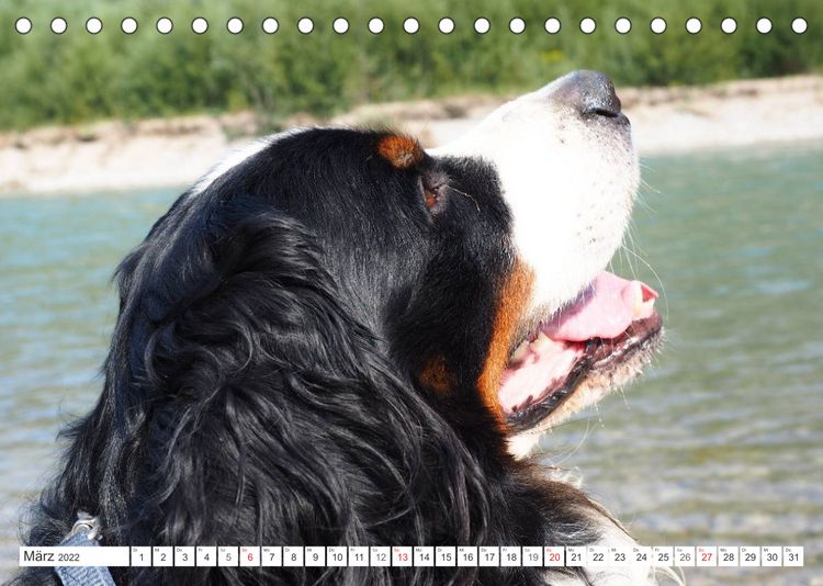 Produktbild: Tierisch nahe Berner-Portr&auml;ts (Tischkalender 2022 DIN A5 quer)