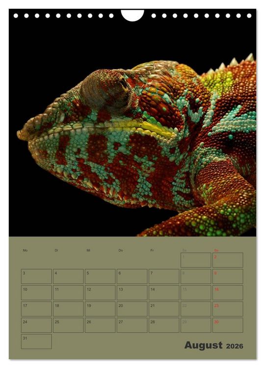 Produktbild: Minidrachen - Die kleinen Nachkommen der Urzeitmonster (Wandkalender 2026 DIN A4 hoch), CALVENDO Monatskalender