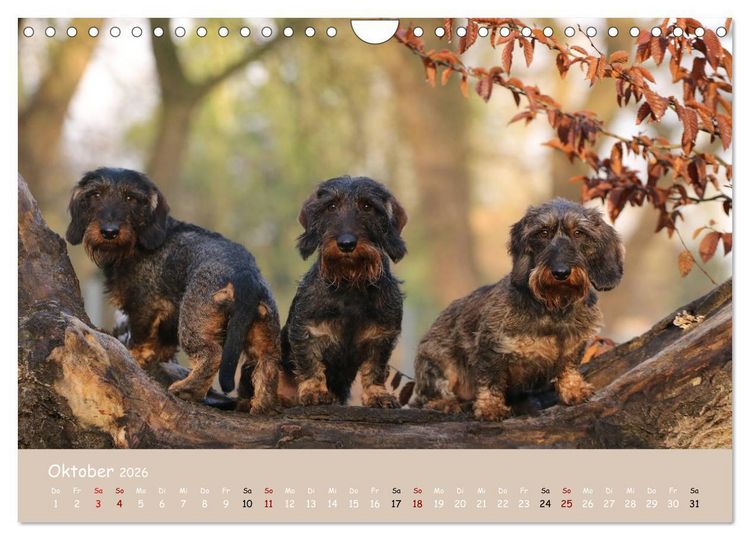 Produktbild: Dackel - lustige Gesellen auf kurzen Beinchen (Wandkalender 2026 DIN A4 quer), CALVENDO Monatskalender