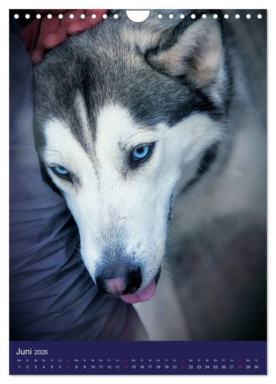 Produktbild: Huskies - Artwork (Wandkalender 2026 DIN A4 hoch), CALVENDO Monatskalender