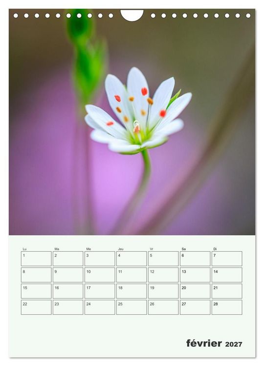 Produktbild: Les fleurs, &eacute;ternelles &eacute;phem&egrave;res (Calendrier mural 2027 DIN A4 horizontal), CALVENDO calendrier mensuel