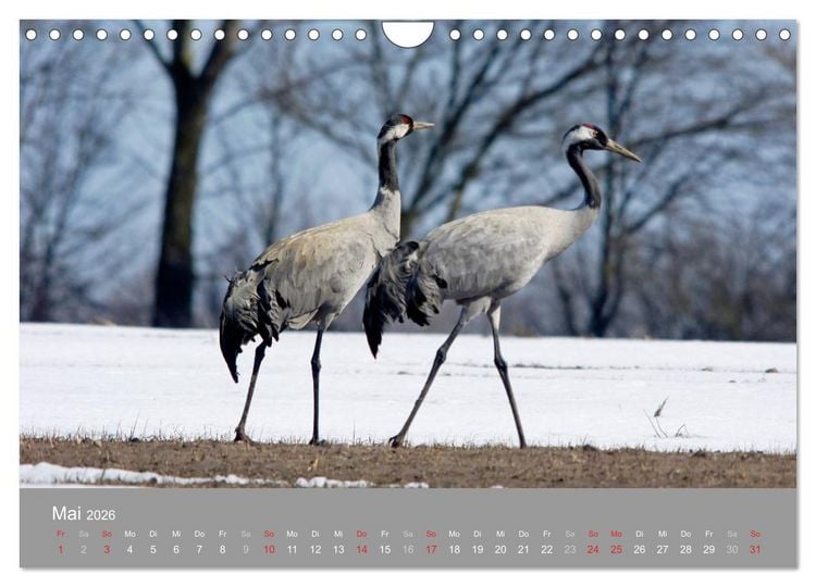 Produktbild: Kraniche in Vorpommern (Wandkalender 2026 DIN A4 quer), CALVENDO Monatskalender