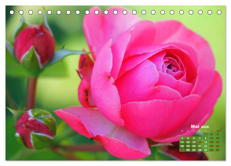 Produktbild: Rosen, die K&ouml;nigin der Blumen (Tischkalender 2026 DIN A5 quer), CALVENDO Monatskalender