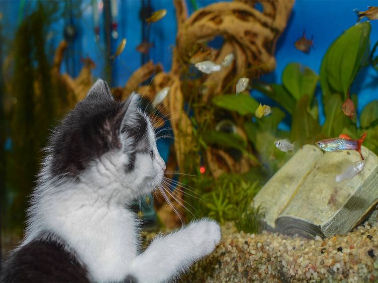 Produktbild: CALVENDO Puzzle Katze Hope und die Fische | 1000 Teile Lege-Gr&ouml;&szlig;e 64x48cm Foto-Puzzle f&uuml;r gl&uuml;ckliche Stunden
