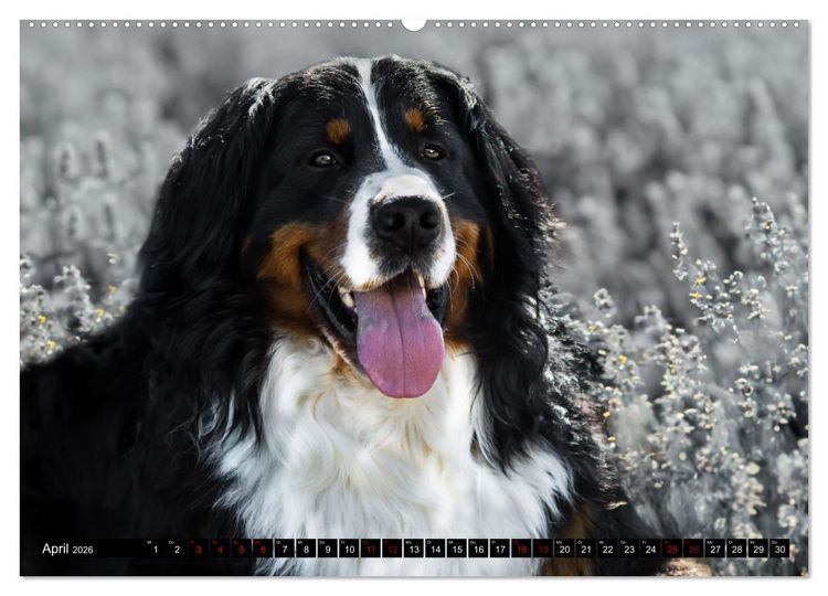 Produktbild: Berner Sennenhunde - Faszinierende Herzensbrecher (Wandkalender 2026 DIN A2 quer), CALVENDO Monatskalender
