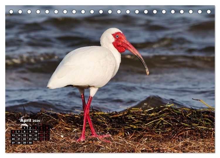 Produktbild: Floridas wunderbare Vogelwelt (Tischkalender 2026 DIN A5 quer), CALVENDO Monatskalender