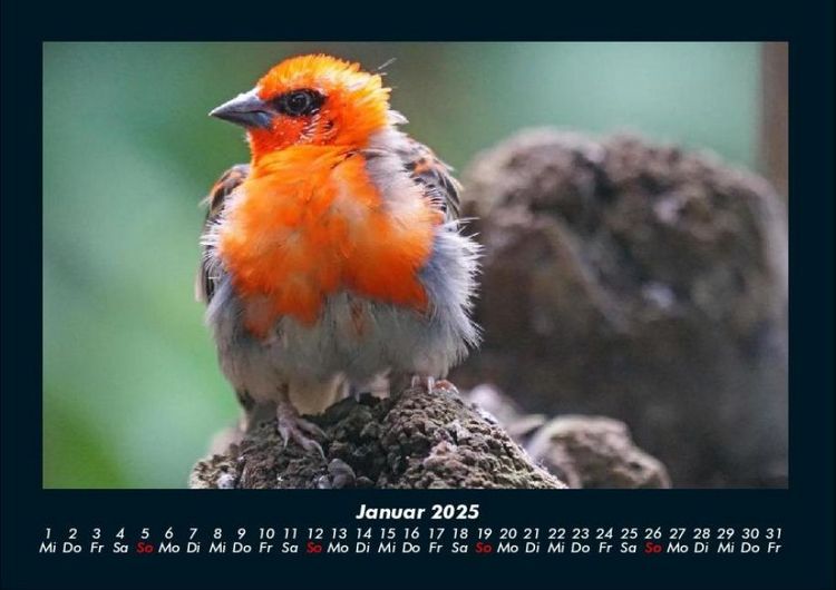 Produktbild: Vogelparadies 2025 Fotokalender DIN A4