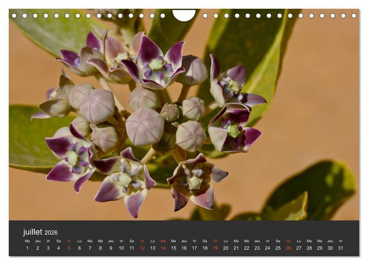 Produktbild: LE SAHARA L'Alg&eacute;rie du Sud (Calendrier mural 2026 DIN A4 vertical), CALVENDO calendrier mensuel