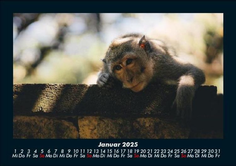 Produktbild: Der Tierkalender 2025 Fotokalender DIN A5