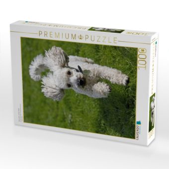 Produktbild: CALVENDO Puzzle Rennender, wei&szlig;er Pudel | 1000 Teile Lege-Gr&ouml;&szlig;e 64x48cm Foto-Puzzle f&uuml;r gl&uuml;ckliche Stunden