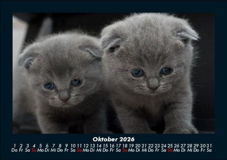 Produktbild: F&uuml;r Katzenfreunde 2026 Fotokalender DIN A5