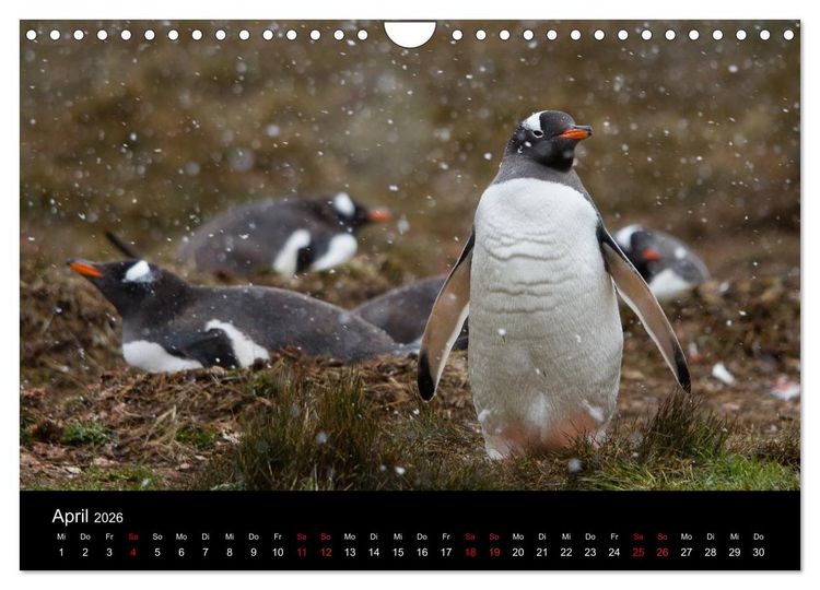 Produktbild: Pinguine - sympathische Fracktr&auml;ger im eisigen S&uuml;den (Wandkalender 2026 DIN A4 quer), CALVENDO Monatskalender
