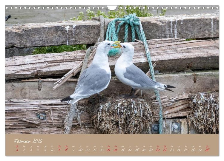 Produktbild: M&ouml;wen die Begleiter an Meer und See (Wandkalender 2026 DIN A3 quer), CALVENDO Monatskalender