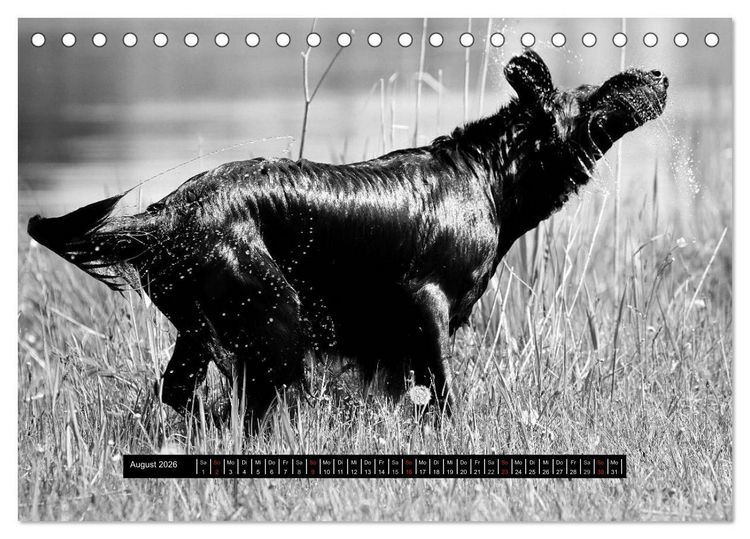 Produktbild: Flatcoated Retriever Black Edition (Tischkalender 2026 DIN A5 quer), CALVENDO Monatskalender