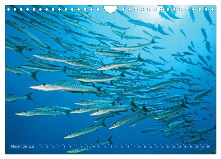 Produktbild: Tauchen: Wunderbares tiefblaues Meer (Wandkalender 2026 DIN A4 quer), CALVENDO Monatskalender