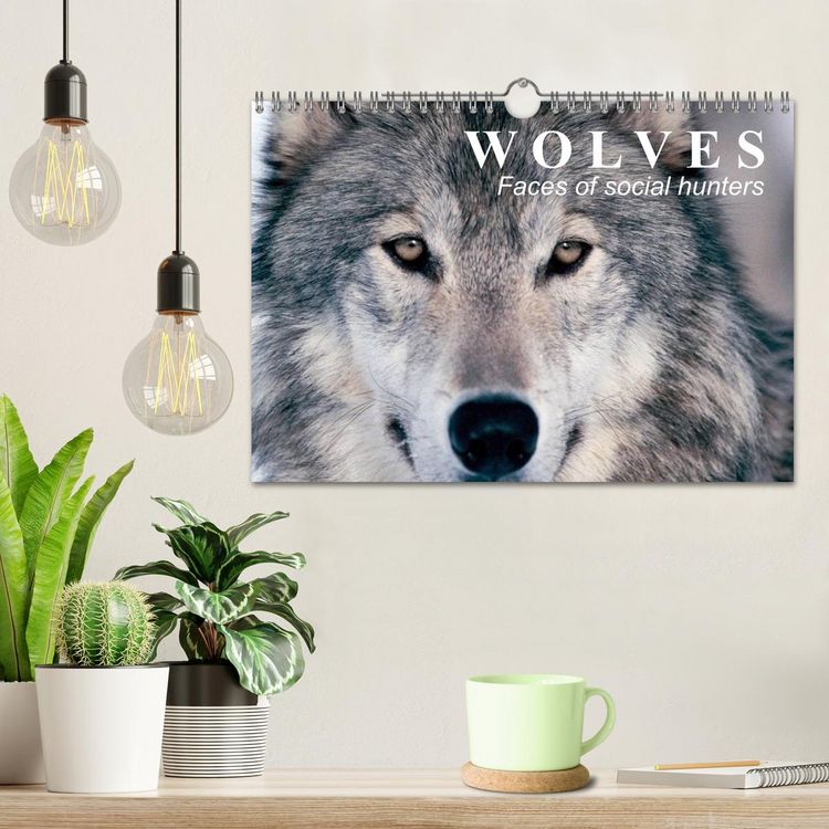 Produktbild: Wolves &bull; Faces of social hunters (Wall Calendar 2026 DIN A4 landscape), CALVENDO 12 Month Wall Calendar