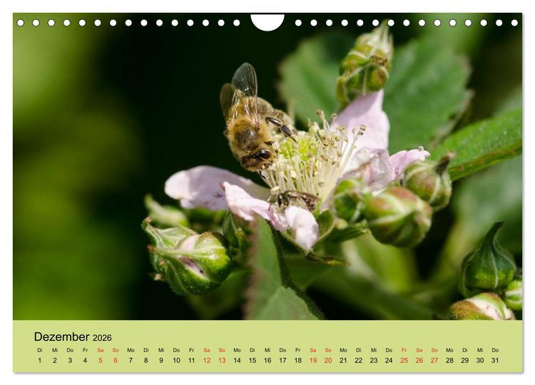 Produktbild: Bienen bei der Arbeit (Wandkalender 2026 DIN A4 quer), CALVENDO Monatskalender