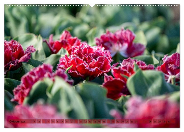 Produktbild: Tulpen - Hollands Stolz (Wandkalender 2026 DIN A2 quer), CALVENDO Monatskalender