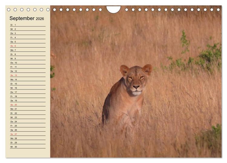 Produktbild: L&ouml;wen in freier Wildbahn (Wandkalender 2026 DIN A4 quer), CALVENDO Monatskalender