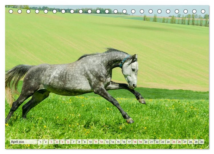 Produktbild: Edle Pferde - ausgelassen und unbeschwert (Tischkalender 2026 DIN A5 quer), CALVENDO Monatskalender