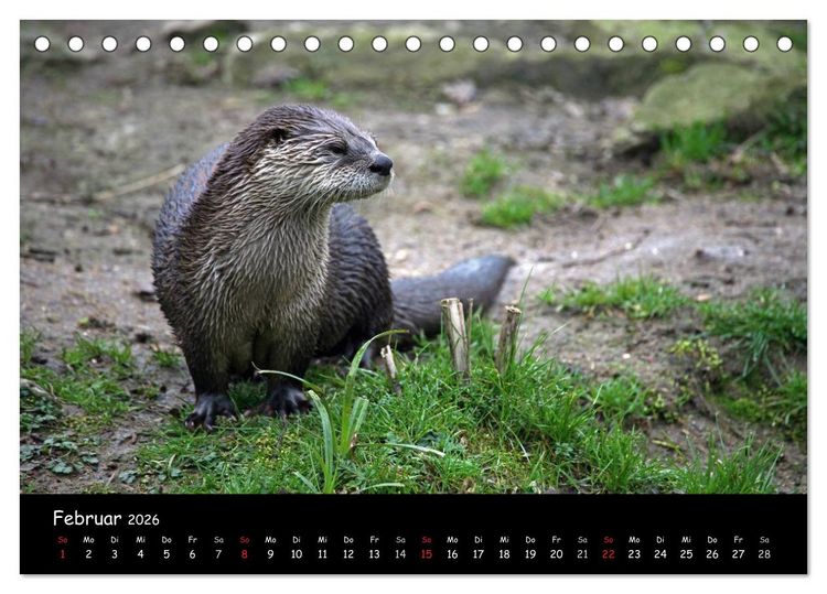 Produktbild: Putzige Fischj&auml;ger (Tischkalender 2026 DIN A5 quer), CALVENDO Monatskalender
