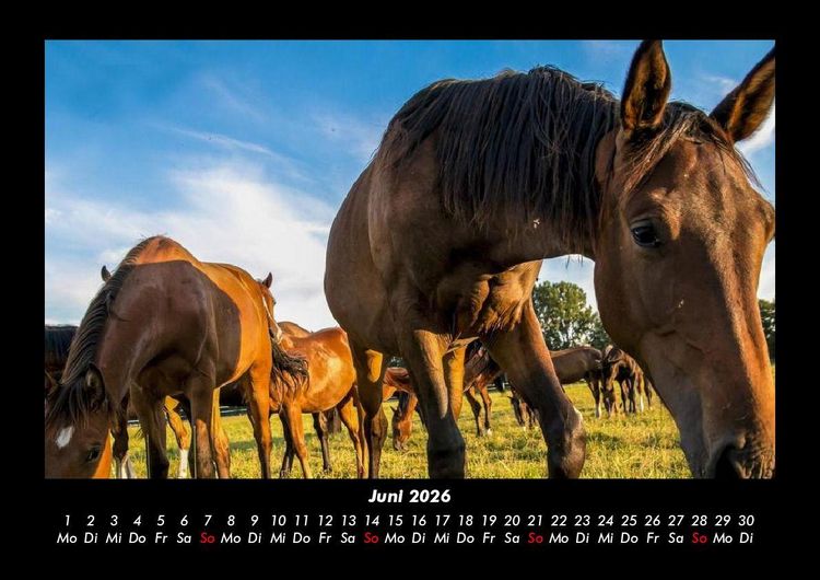 Produktbild: Die Welt der Pferde 2026 Fotokalender DIN A3