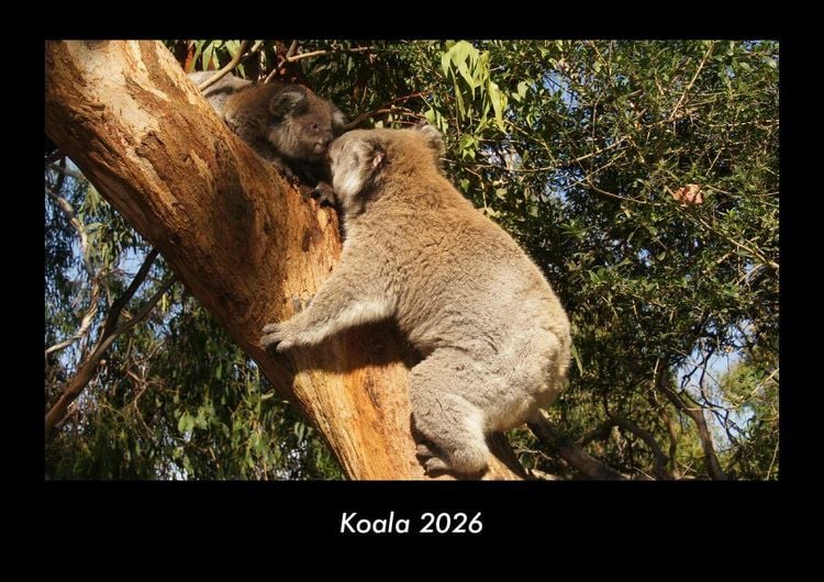 Produktbild: Koala 2026 Fotokalender DIN A3