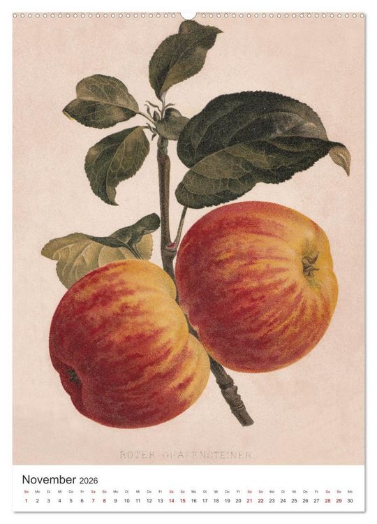 Produktbild: Alte Obstsorten - &Auml;pfel 2026 (Wandkalender 2026 DIN A2 hoch), CALVENDO Monatskalender