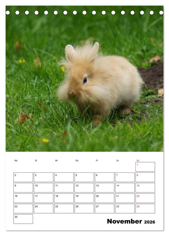 Produktbild: Kaninchen Terminplaner (Tischkalender 2026 DIN A5 hoch), CALVENDO Monatskalender
