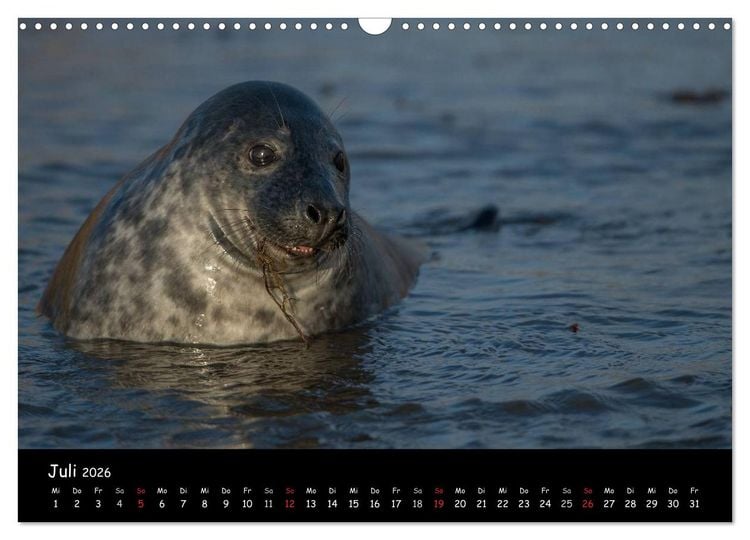 Produktbild: Robben auf Helgoland 2026 (Wandkalender 2026 DIN A3 quer), CALVENDO Monatskalender