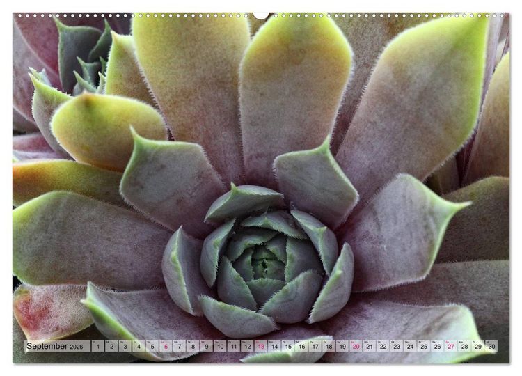 Produktbild: Sempervivum - Hauswurz (Wandkalender 2026 DIN A2 quer), CALVENDO Monatskalender