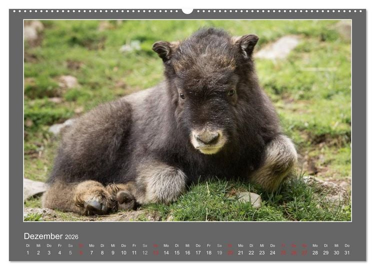 Produktbild: Tierbabys 2026 (hochwertiger Premium Wandkalender 2026 DIN A2 quer), Kunstdruck in Hochglanz