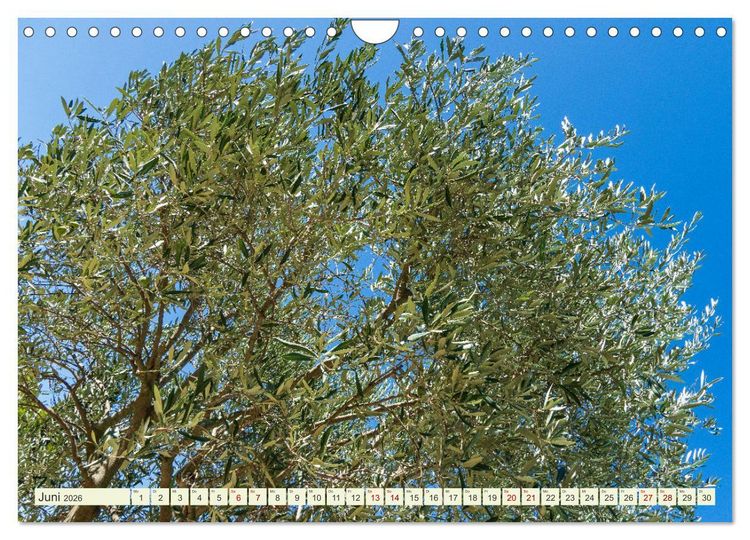 Produktbild: Mediterrane Flora - Pflanzen des S&uuml;dens (Wandkalender 2026 DIN A4 quer), CALVENDO Monatskalender