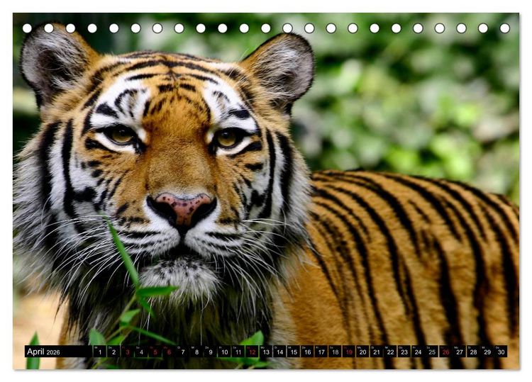 Produktbild: Tiger - die leisen J&auml;ger des Dschungels (Tischkalender 2026 DIN A5 quer), CALVENDO Monatskalender