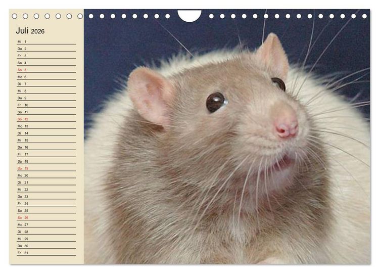 Produktbild: Ratten. Gelehrige Haustiere (Wandkalender 2026 DIN A4 quer), CALVENDO Monatskalender