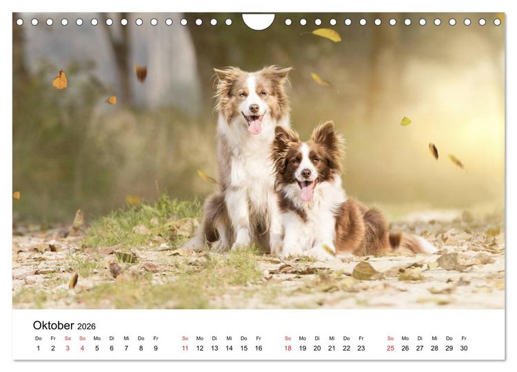 Produktbild: Border Collie - Bunt und clever! (Wandkalender 2026 DIN A4 quer), CALVENDO Monatskalender