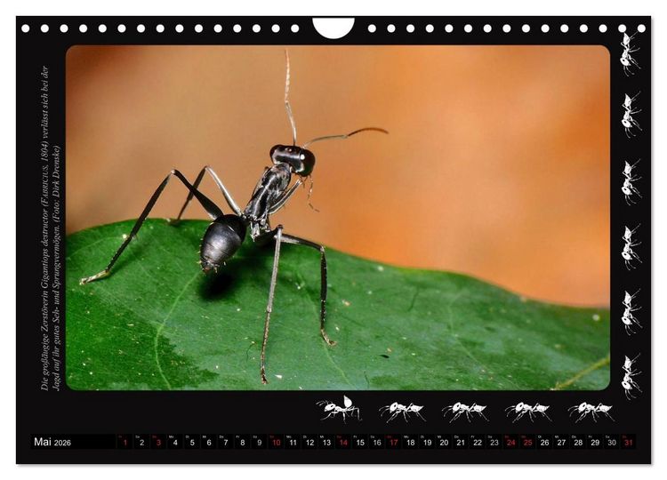 Produktbild: AntsNature - Faszination Ameisen (Wandkalender 2026 DIN A4 quer), CALVENDO Monatskalender