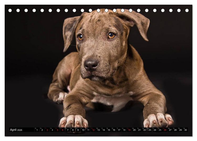 Produktbild: Pit Bull und Co. - Geliebt, gef&uuml;rchtet, missverstanden (Tischkalender 2026 DIN A5 quer), CALVENDO Monatskalender