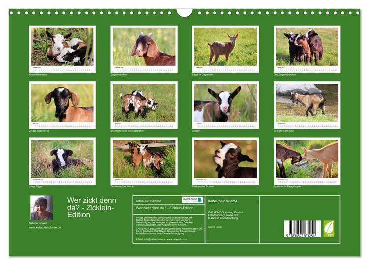 Produktbild: Wer zickt denn da? - Zicklein-Edition (Wandkalender 2026 DIN A3 quer), CALVENDO Monatskalender