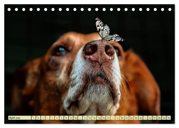 Produktbild: Lustig und verr&uuml;ckt - der ganz andere Tierkalender (Tischkalender 2026 DIN A5 quer), CALVENDO Monatskalender