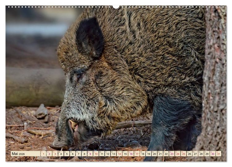 Produktbild: Unverwechselbar - Wildschwein (Wandkalender 2026 DIN A2 quer), CALVENDO Monatskalender