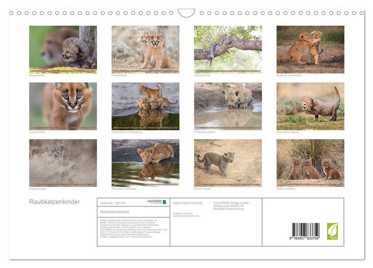 Produktbild: Raubkatzenkinder (Wandkalender 2026 DIN A3 quer), CALVENDO Monatskalender