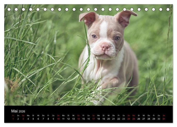 Produktbild: Colored Boston Terrier 2026 (Tischkalender 2026 DIN A5 quer), CALVENDO Monatskalender