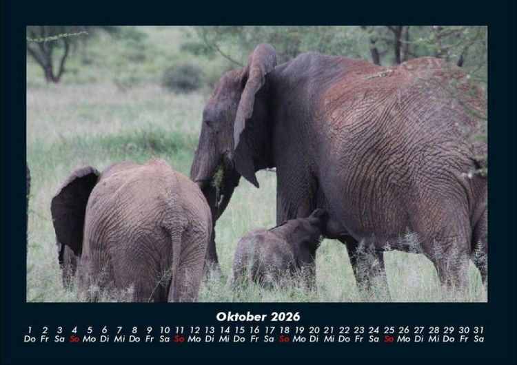 Produktbild: Der Elefantenkalender 2026 Fotokalender DIN A4