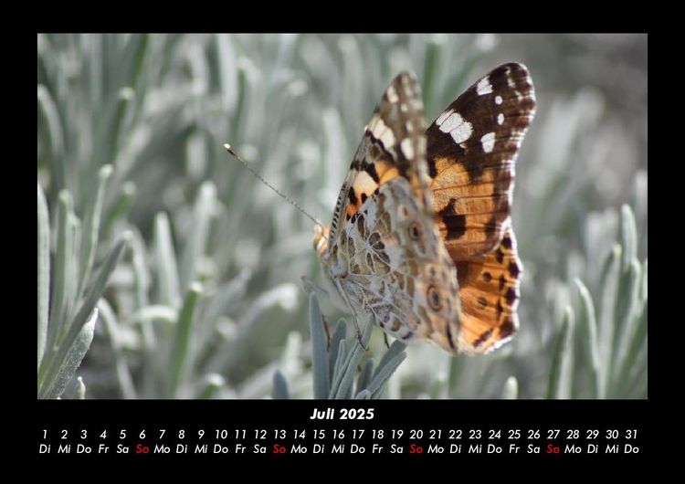 Produktbild: Bunte Pracht der Schmetterlinge 2025 Fotokalender DIN A3