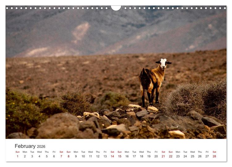 Produktbild: Fuerteventrua The volcanic island (Wall Calendar 2026 DIN A3 landscape), CALVENDO 12 Month Wall Calendar
