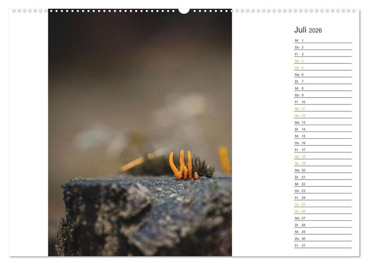 Produktbild: Kleine Wunder vor der Haust&uuml;r (Wandkalender 2026 DIN A2 quer), CALVENDO Monatskalender